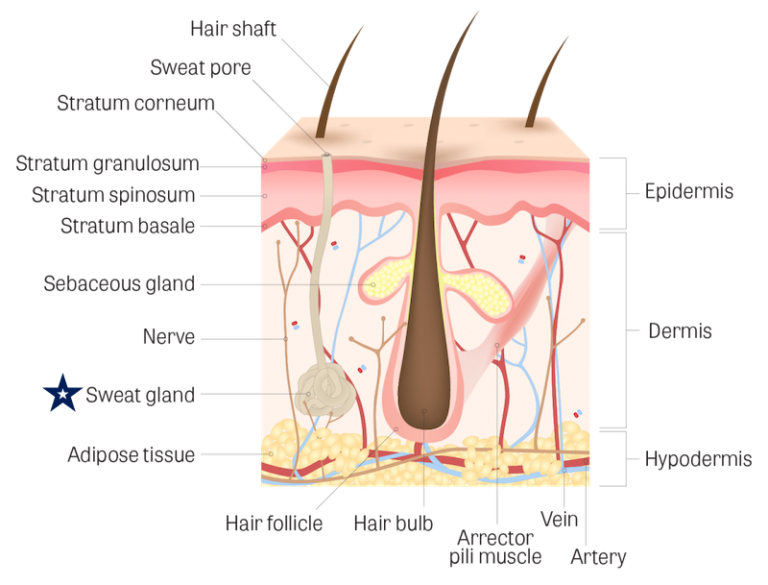 sweat gland anatomy